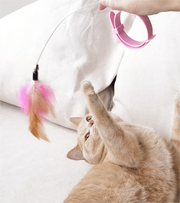 🔥Free hands collar cat teaser stick😻